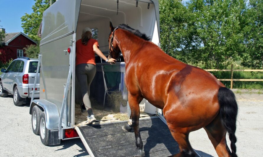 Pferdetransport in München: Fachkundige Unterstützung für ein gesundes Tier