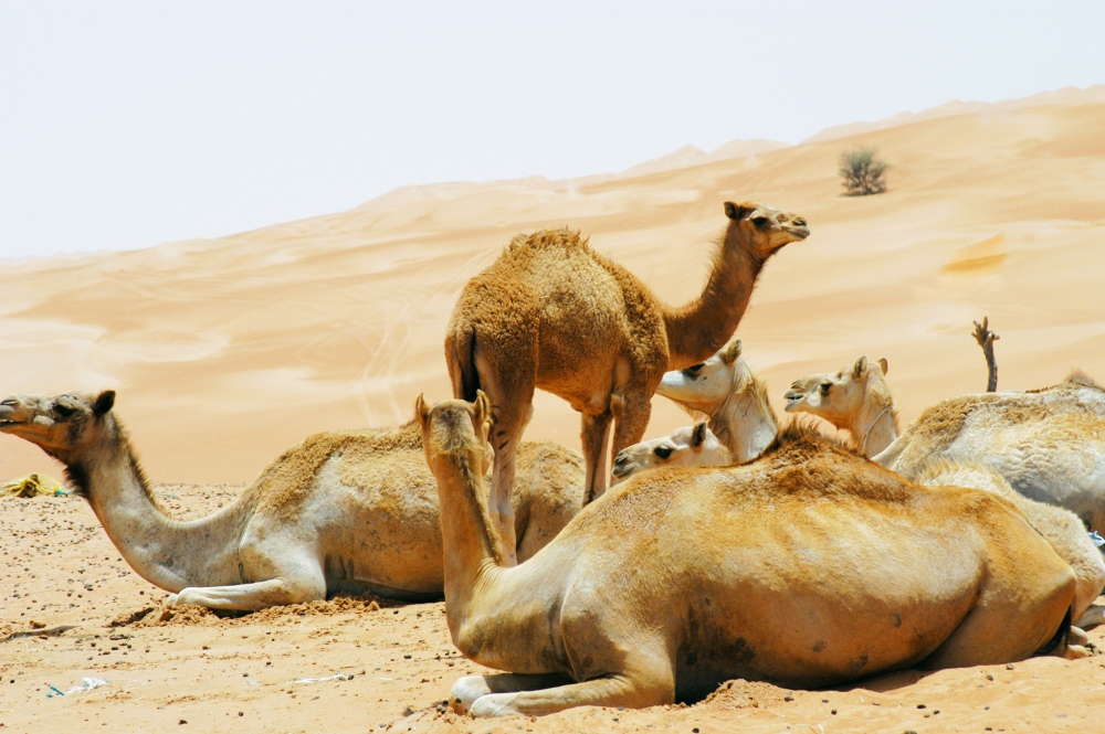 Die Reise zum Sehnsuchtsort Wüste