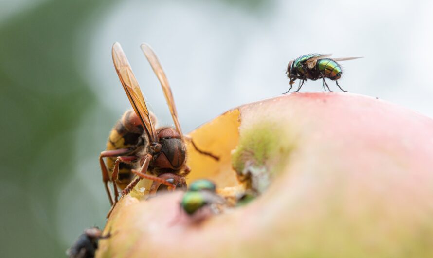 Langfristige Strategien zur Bekämpfung von Wespen und Hornissen: Ein Expertenleitfaden